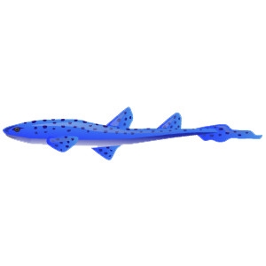 Blue Spotted Cat Shark